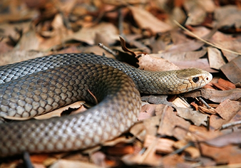 Snake Awareness Workshops