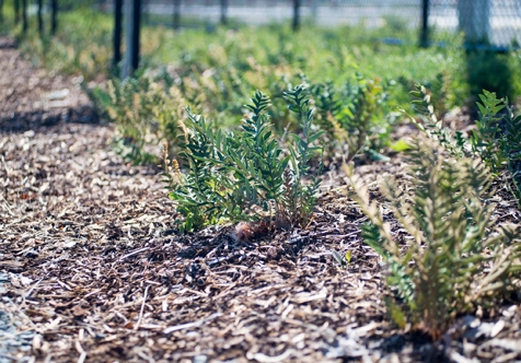 Community Planting Day - RR8