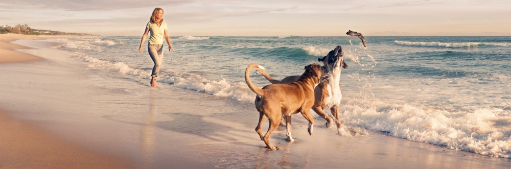 are dogs allowed at point beach