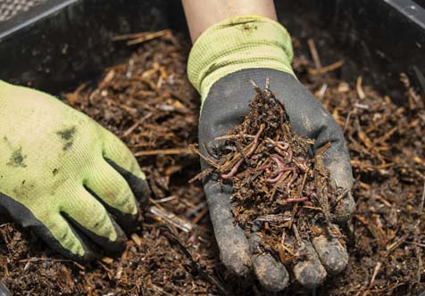 Worm Farming Workshop - June 2024