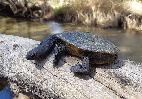 Turtle Information Session