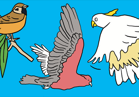 Aussie Bird Count - Birdlife Australia