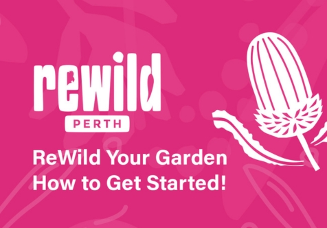 ReWild Your Garden – How to get Started!