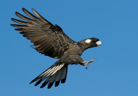 Great Cocky Count Training Workshop