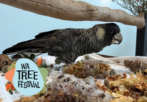 Caring for Cockatoos