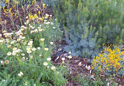 Waterwise Verge Workshop - February