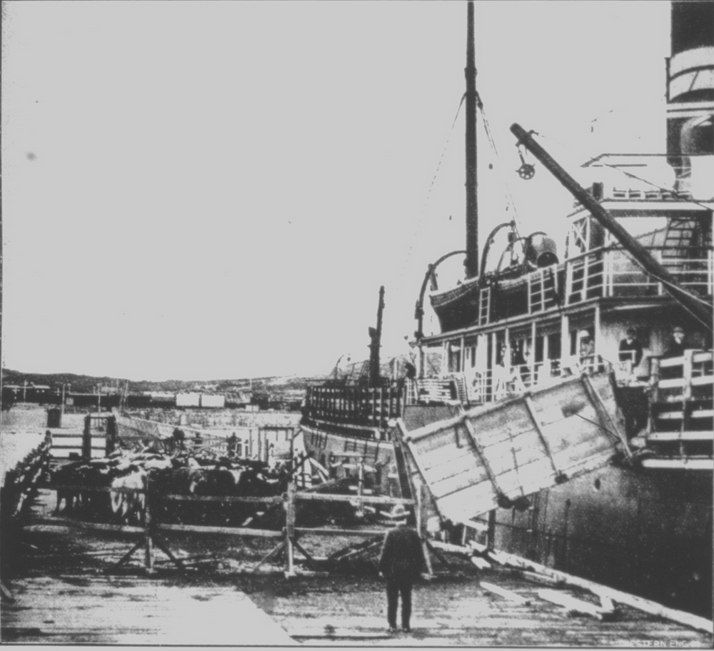 Unshipping cattle at Robb Jetty, 1911