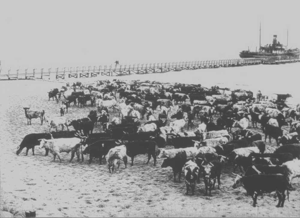 Cattle on the beach, Robb Jetty in background, 1911