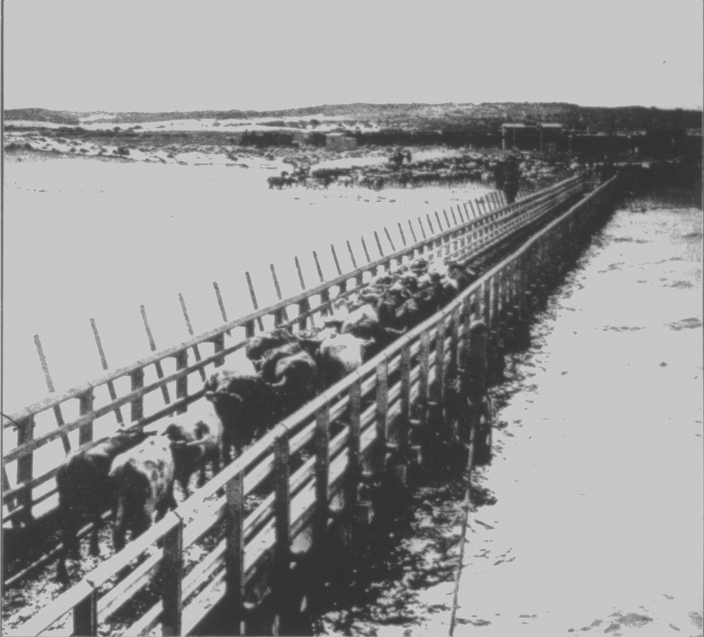 Cattle walking down Robb Jetty towards shore, 1911