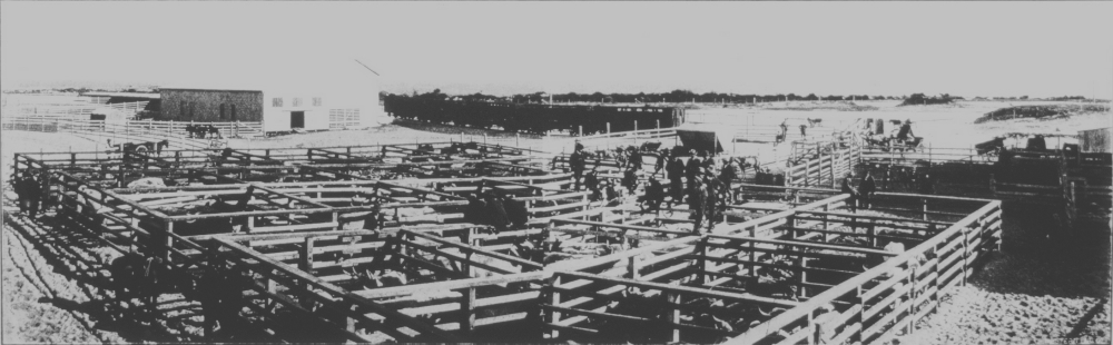 Sale yards at Copley's siding, South Fremantle near Robb Jetty, 1911