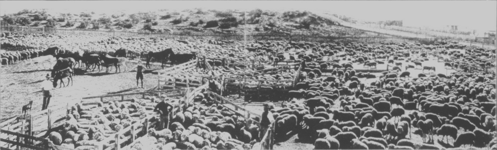 Sheep at Dalgety & Co. yards at Beaconsfield near Robb Jetty, 1911