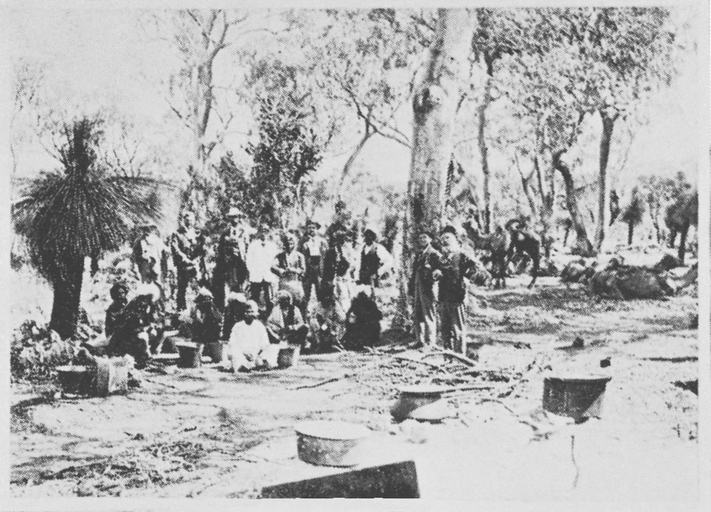 Camel camp at Davilak