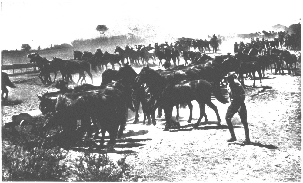 The midday rest : watering the horses of the 10th Light Horse after training at Naval Base, 1940