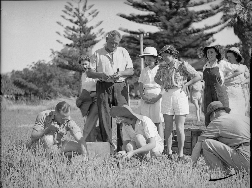 National service onion planting in Spearwood, 1942