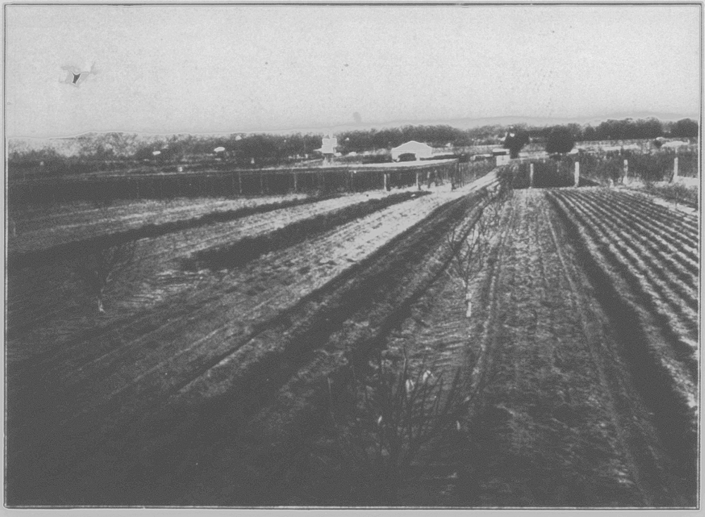 Philip Hawkes' Spearwood vineyard, 1914
