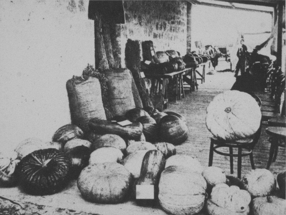 Prize winning pumpkins at the Coogee Agricultural Show, 1901 [picture]