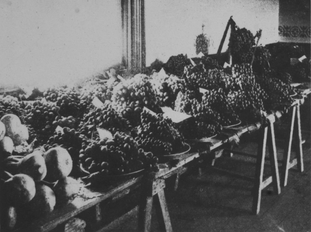 Grapes on display at the Coogee Agricultural Show, 1901 [picture]