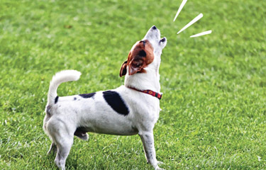 what is the law about dogs barking