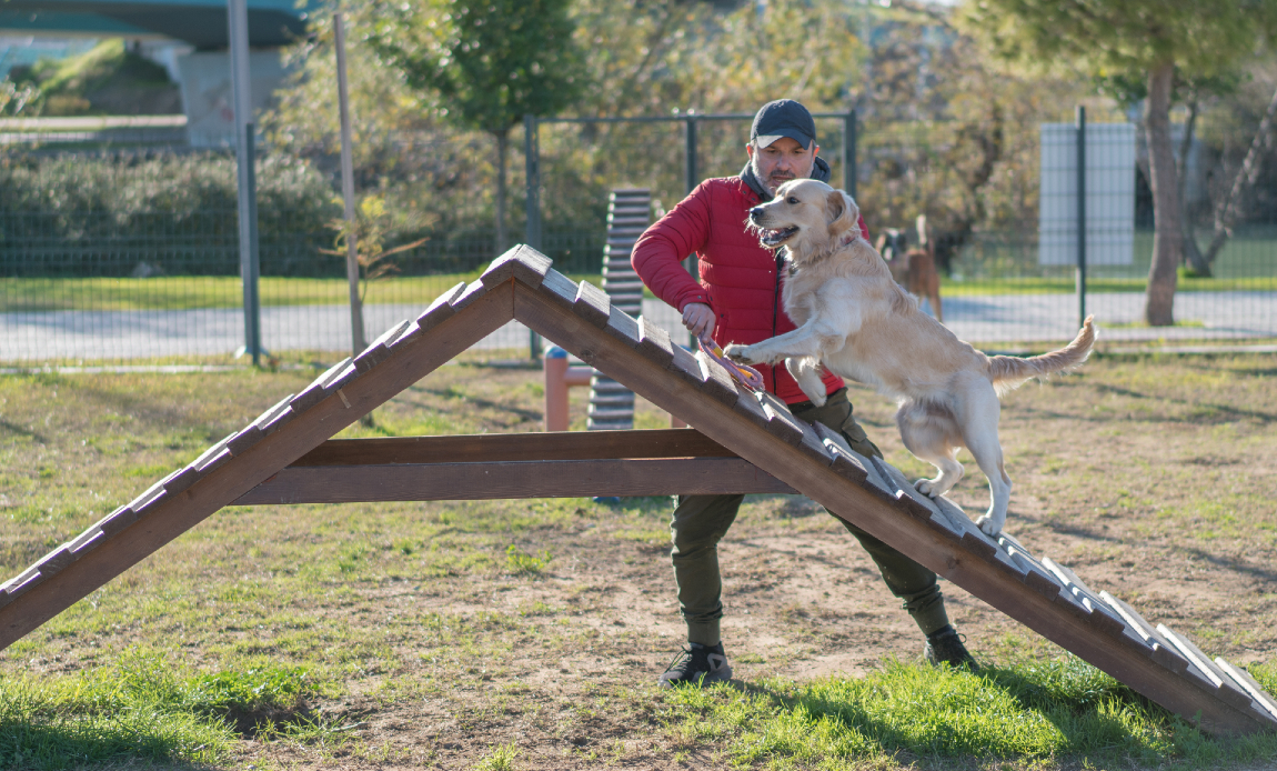 dog walking on A frame