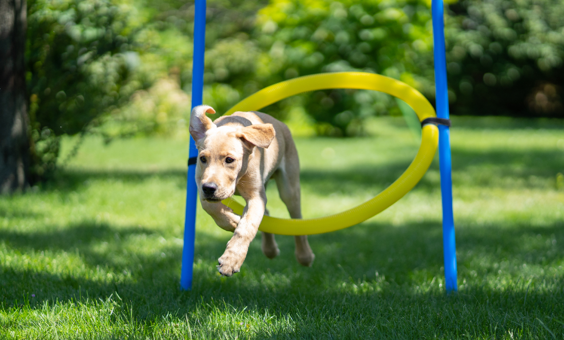 dog going through tyre ring