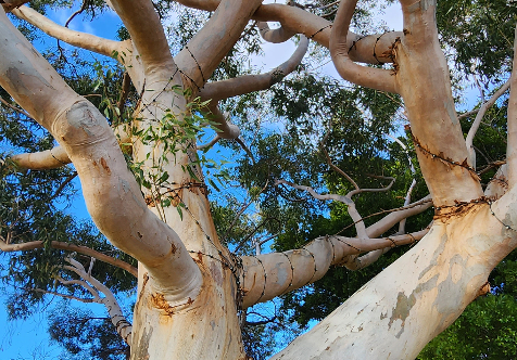 Draft tree protection policy open for comment