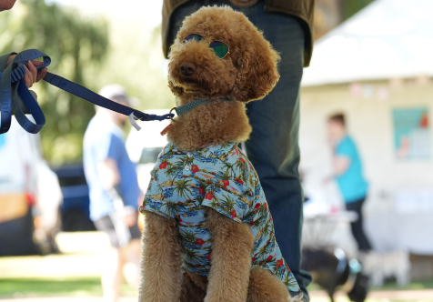 Calling all pups and their peeps!