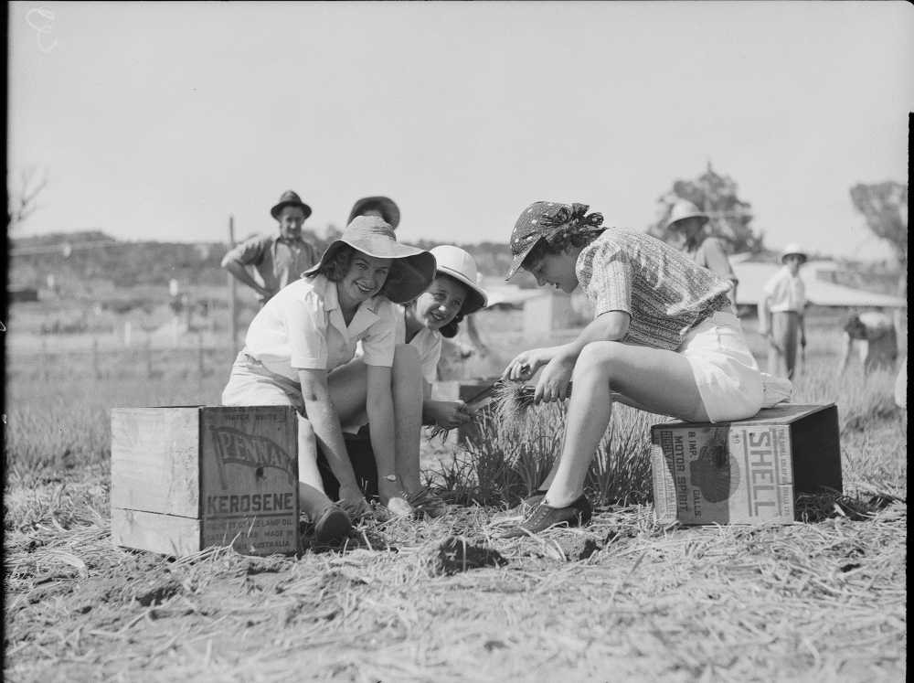 National service onion planting in Spearwood, 1942