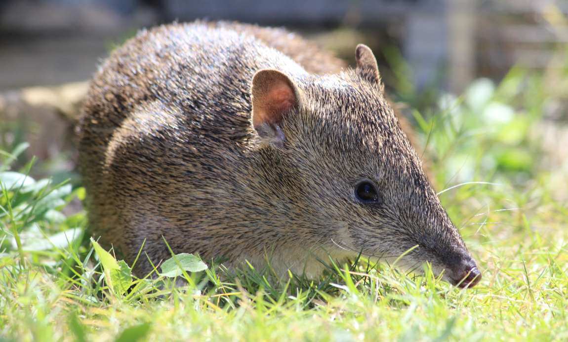 Picture is of a bandicoot
