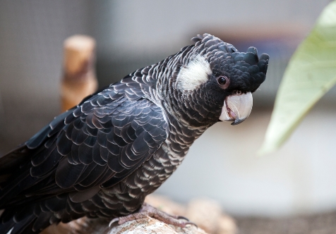 Cockburn joins coalition taking action on endangered Black Cockatoo