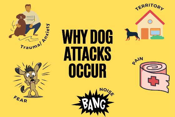 Why dog attacks occur- trauma/ anxiety, fear, territory, pain, noise
