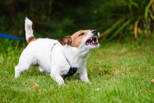 Aggressive/Reactive Dog Training - Nicholson Reserve