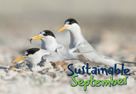 Sustainable September - Seabird Rescue Stories and Screening