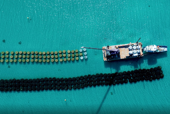 image of engineered reef