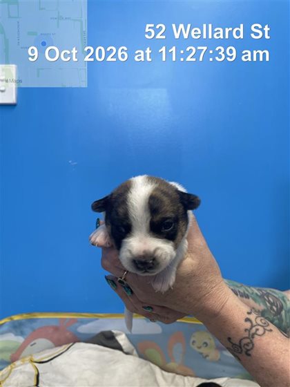 Brindle and White  Dog, impounded 09 October 2026