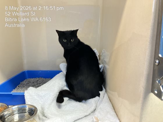 Black  Cat, impounded 08 May 2026