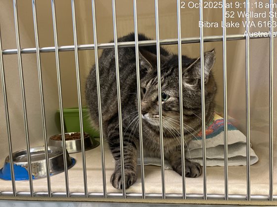 Tabby  Cat, impounded 02 October 2025