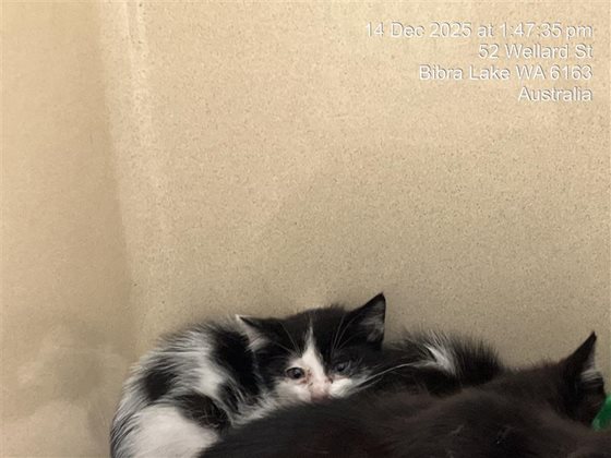 Black and White  Cat, impounded 14 December 2025