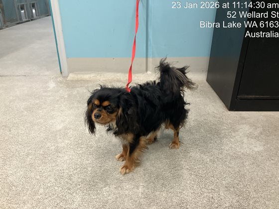 Black and Tan  Dog, impounded 23 January 2026