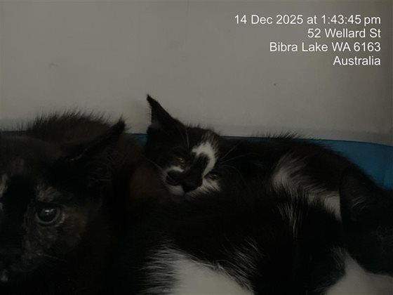 Black and White  Cat, impounded 14 December 2025