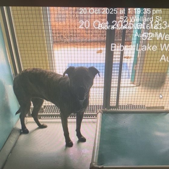 Brindle  Dog, impounded 20 October 2025