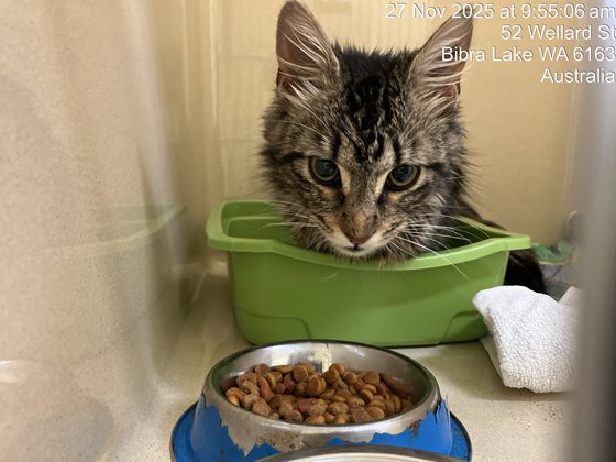 Tabby  Cat, impounded 27 November 2025