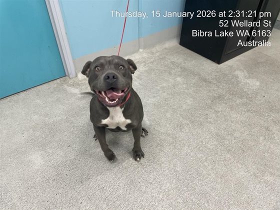 Grey  Dog, impounded 15 January 2026