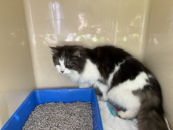 Grey  Cat, impounded 01 November 2025