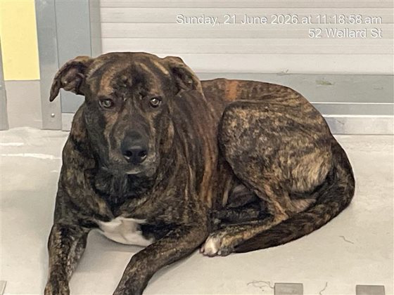 Other  Dog, impounded 21 June 2026