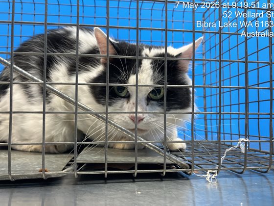 Black Brindled  Cat, impounded 07 May 2026
