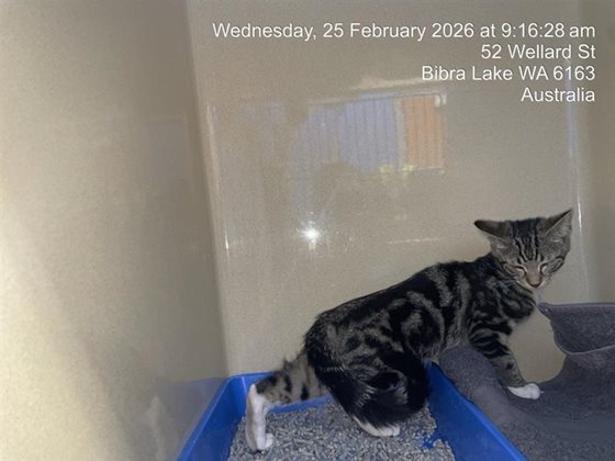 Other  Cat, impounded 25 February 2026