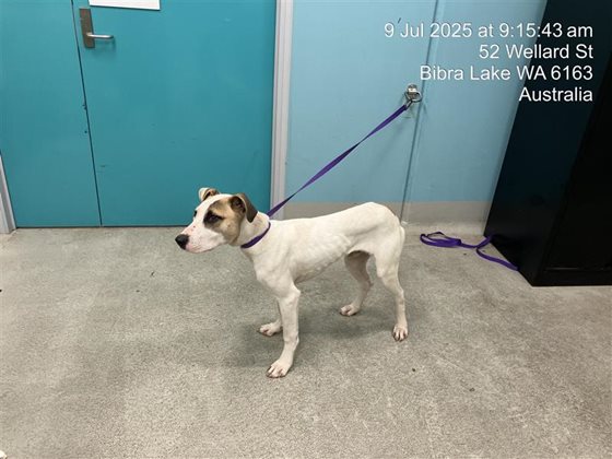 White  Dog, impounded 09 July 2025