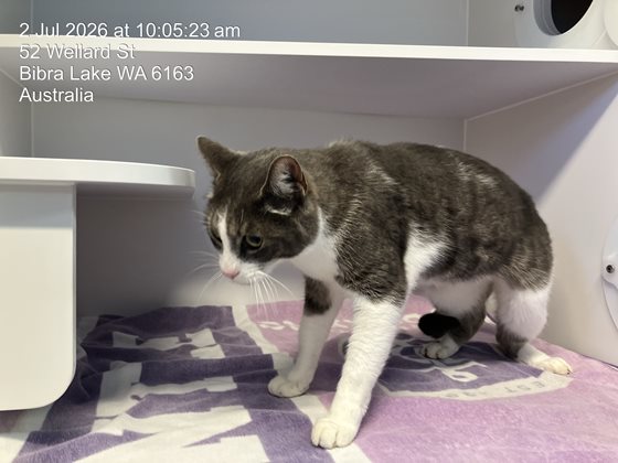 Ginger & White  Cat, impounded 02 July 2026