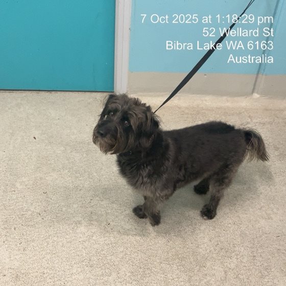 Grey  Dog, impounded 07 October 2025