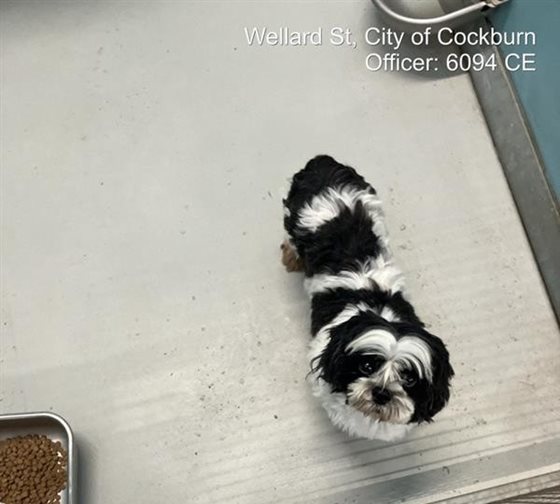 Black and White  Dog, impounded 21 August 2026